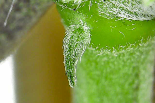 Макрофотография мужского прецвета на молодом растении конопли
