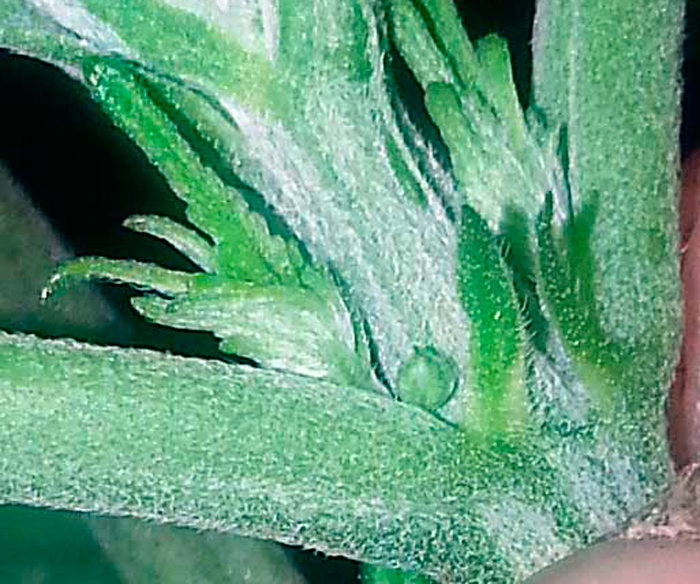 Макрофотография мужского прецвета на молодом растении конопли
