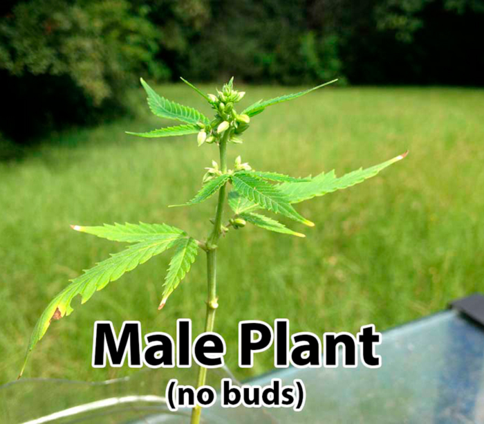 Мужское растение каннабис