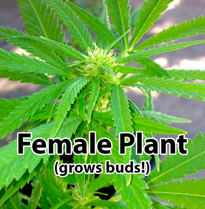 Женское растение каннабис