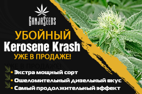 Раздаем семена Kerosene Krash feminised под репорт!