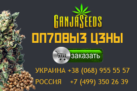 Оптовые цены. 0,29 евро за 1 семя – GanjaSeeds!