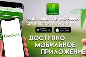 Бесплатное приложение «GanjaLive» – подарок от форума!